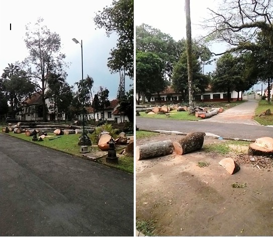 Seminari Mertoyudan pohon pakis botol ditebang
