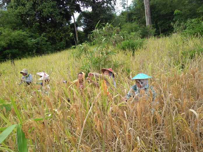 Nanga Mahap panen padi di mana Sr Lidia OSA ikut terjun ke sawah
