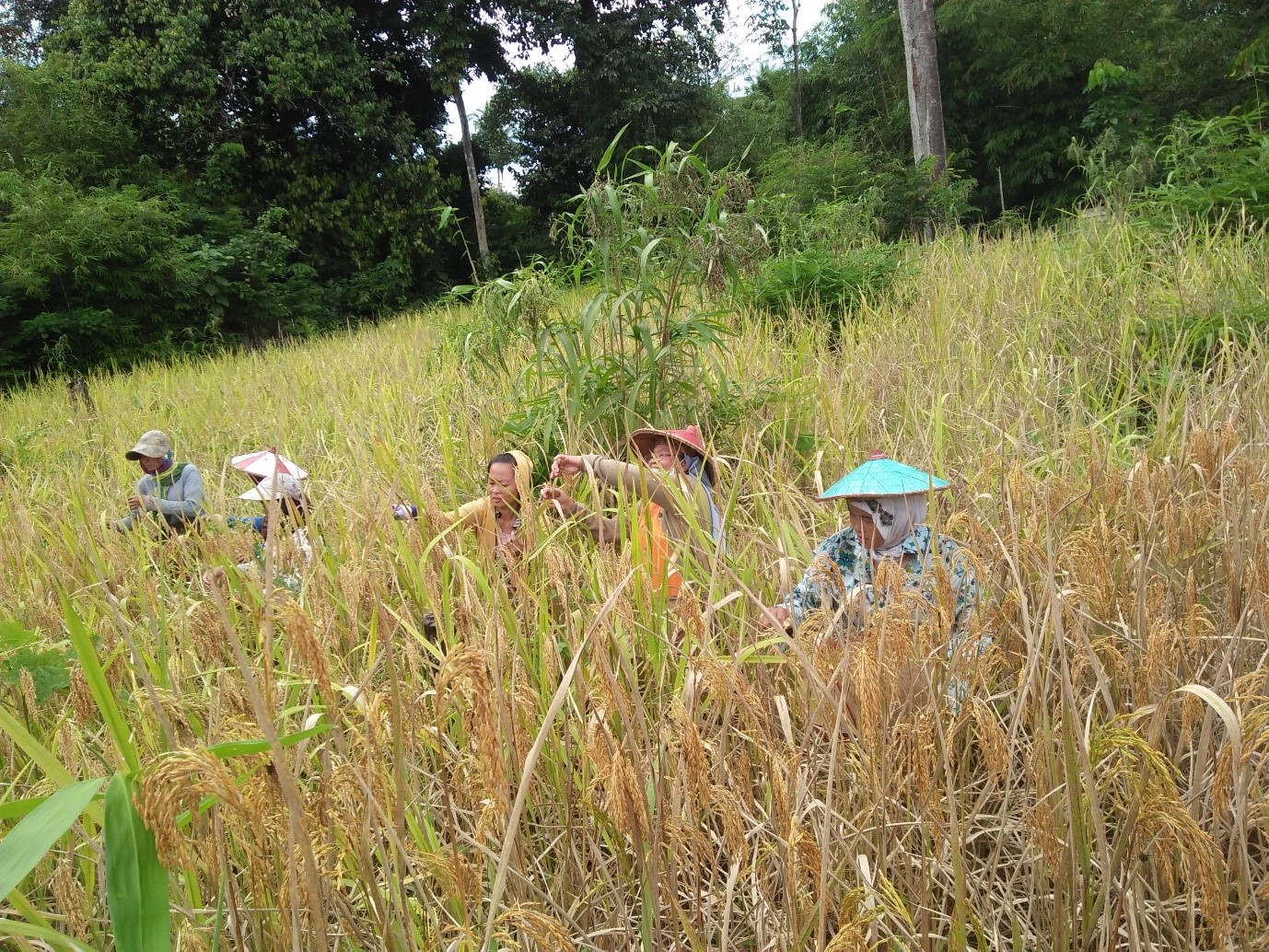 Paroki Nanga Mahap Keuskupan Sanggau Kalbar Sukacita Bertani Dan Panen Padi Di Sawah Subur Sesawi Net