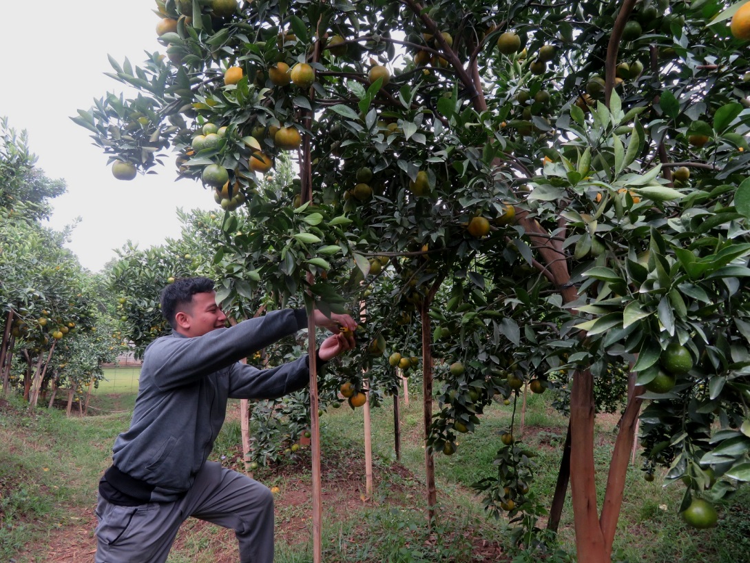 Mendadak Viral Di Medos Kebun Jeruk Biara BHK Malang SESAWINET