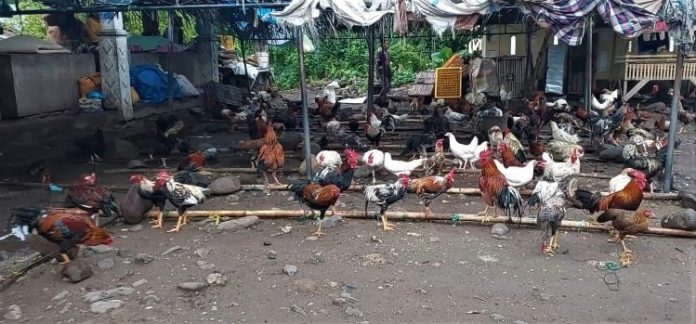 Healing dengan dengarkan nyanyian kokok ayam jantan di Pasar Tradisional Pada, Lembata, NTT. (Mathias Hariyadi) ok