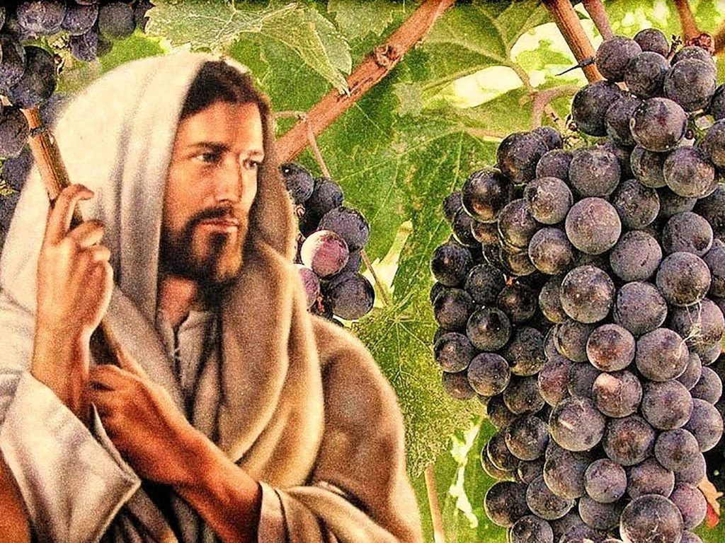 Pelita Hati: 10.05.2023 - Pokok Anggur dan Ranting-rantingnya - SESAWI.NET