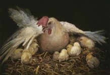 Lectio Divina 30.10.2025 – Sayap yang Melindungi Ditolak